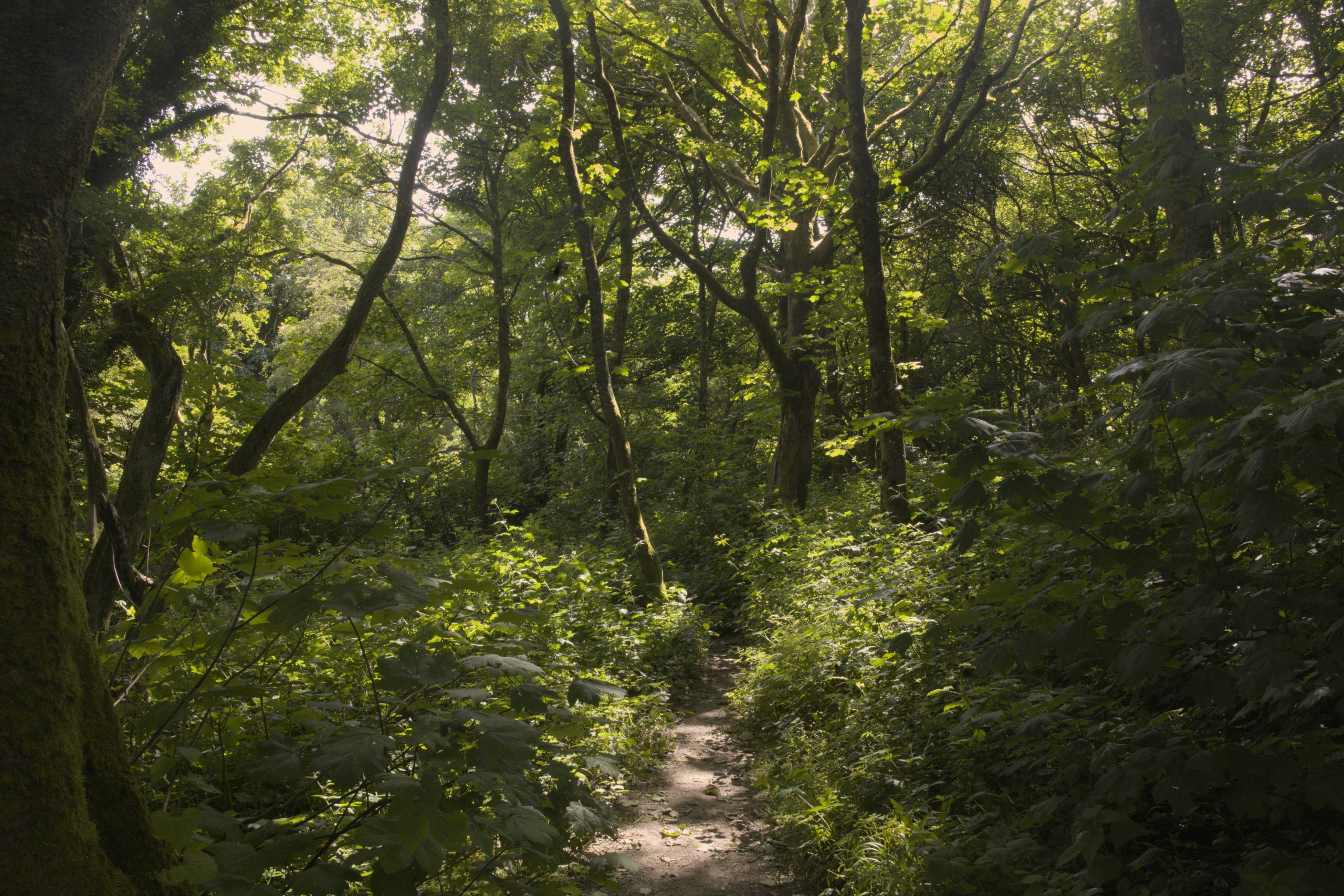Wild Park Local Nature Reserve