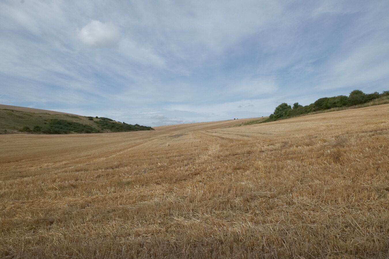 Round Mile Oak